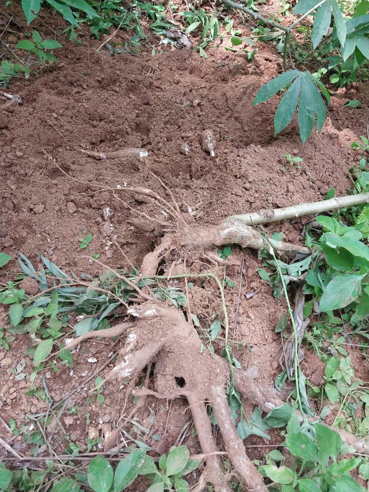 Kodenchery panchayat to deploy native shooters to hunt down wild boars