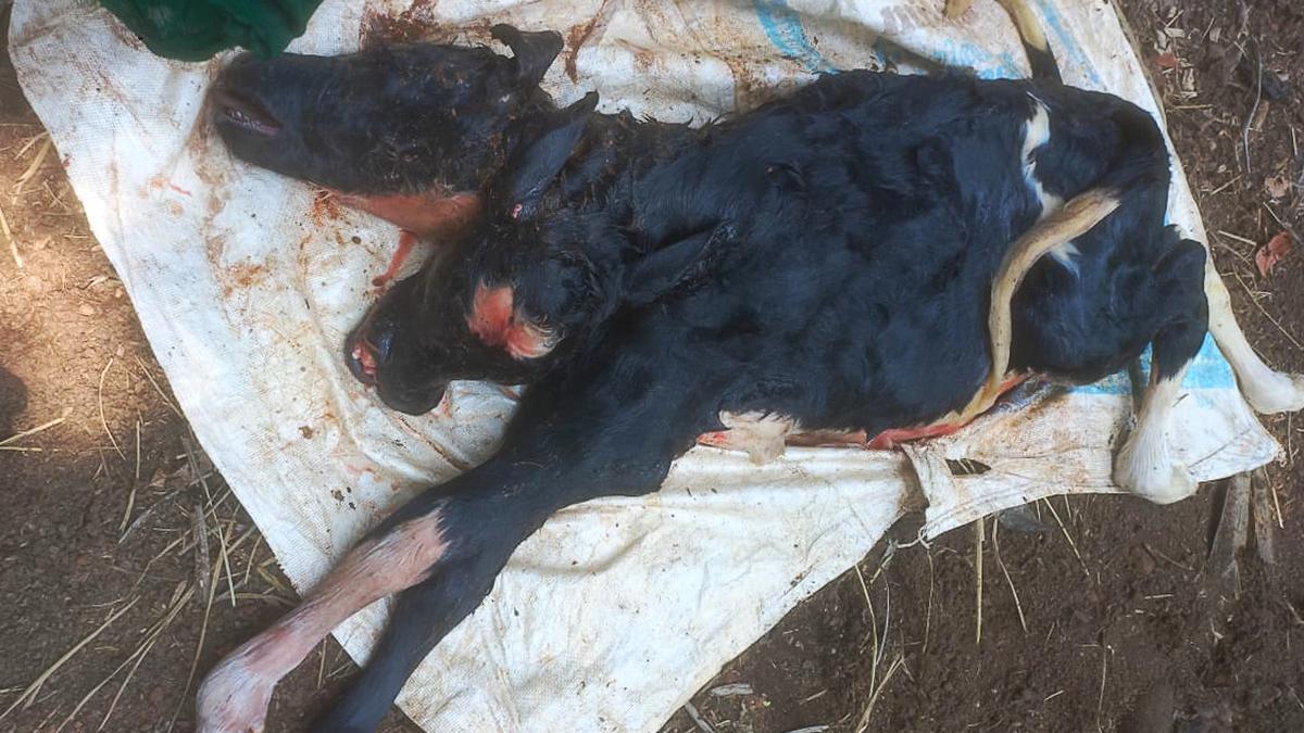 Cow gives birth to a two-headed, two-tailed stillborn calf after C-section