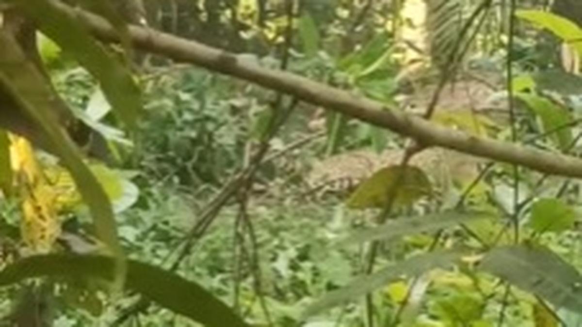 Leopard caught in snare found in Kerala’s Kannur, authorities issue prohibitory orders