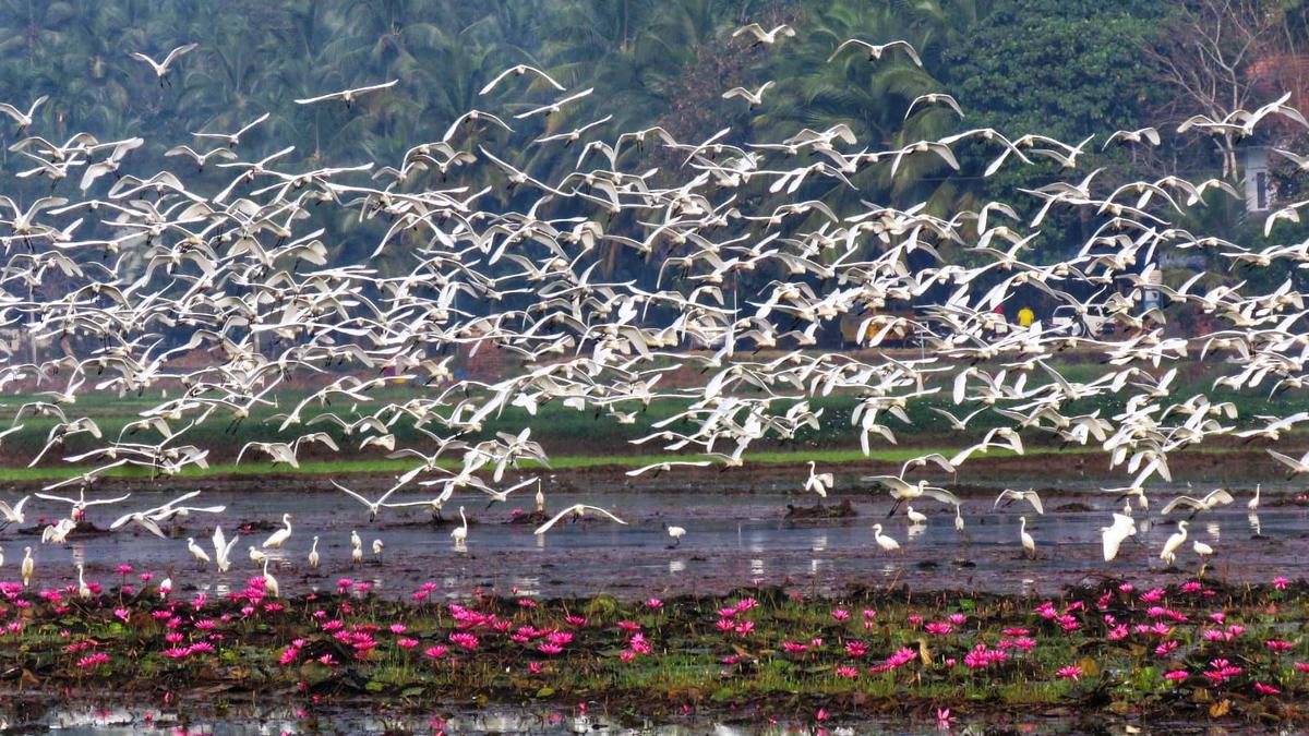 Cherumukku wetlands attract migrant birds in plenty