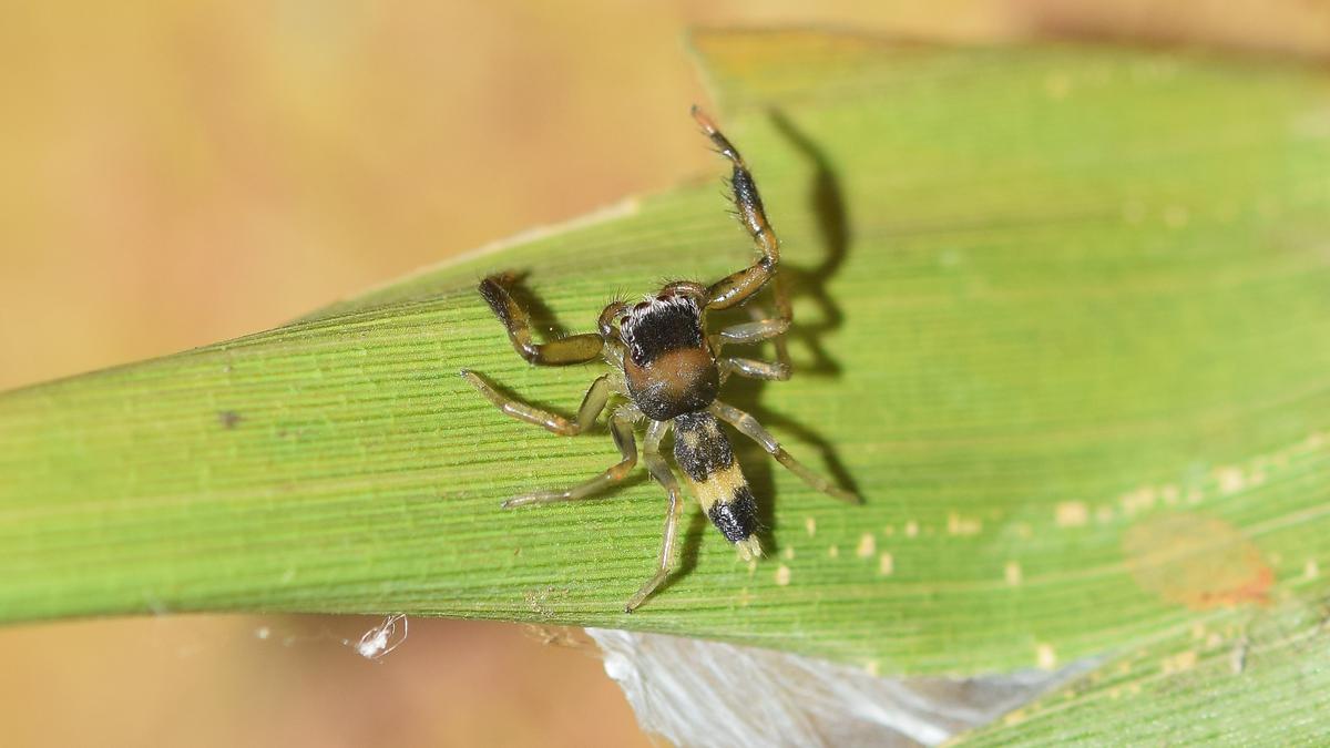 New spider species discovered from Western Ghats