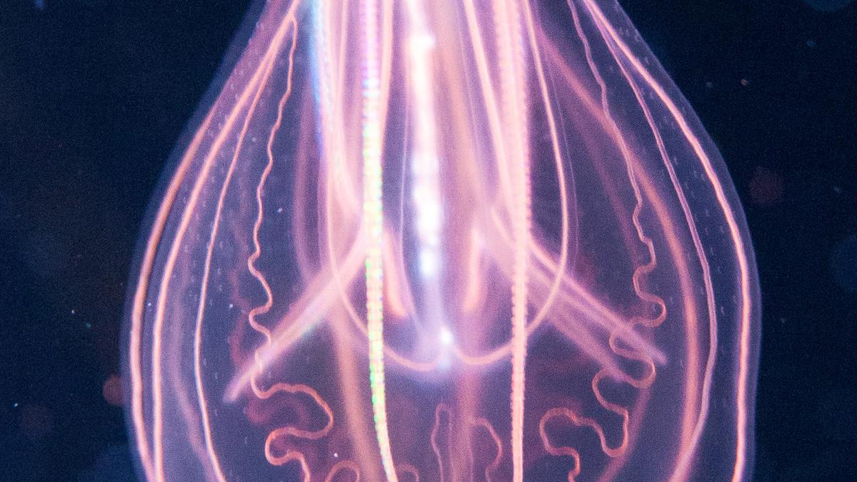 The jellyfish with a nervous system that is causing a shiver in the scientific community