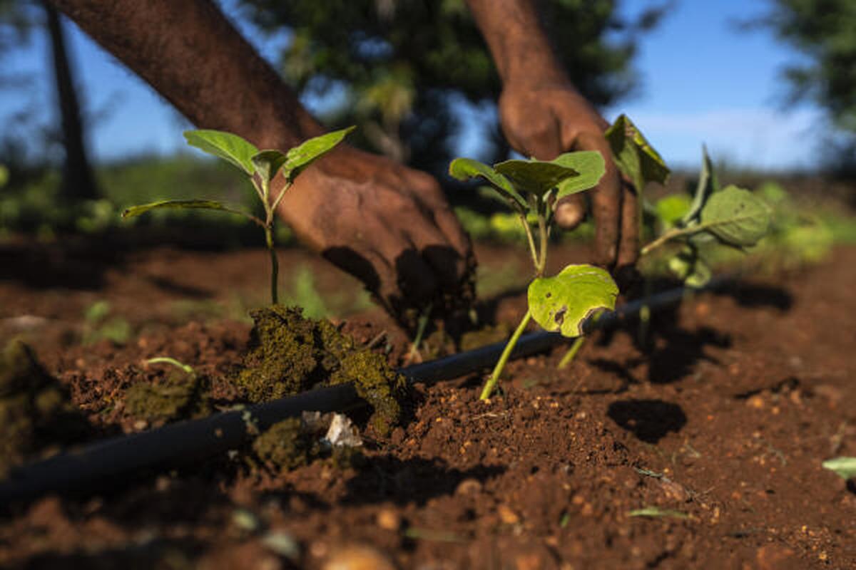 E. B. Manohar farmer applies cow dung, a natural fertilizer on his crop at his farm in Khairevu village in Anantapur district in the southern Indian state of Andhra Pradesh, India