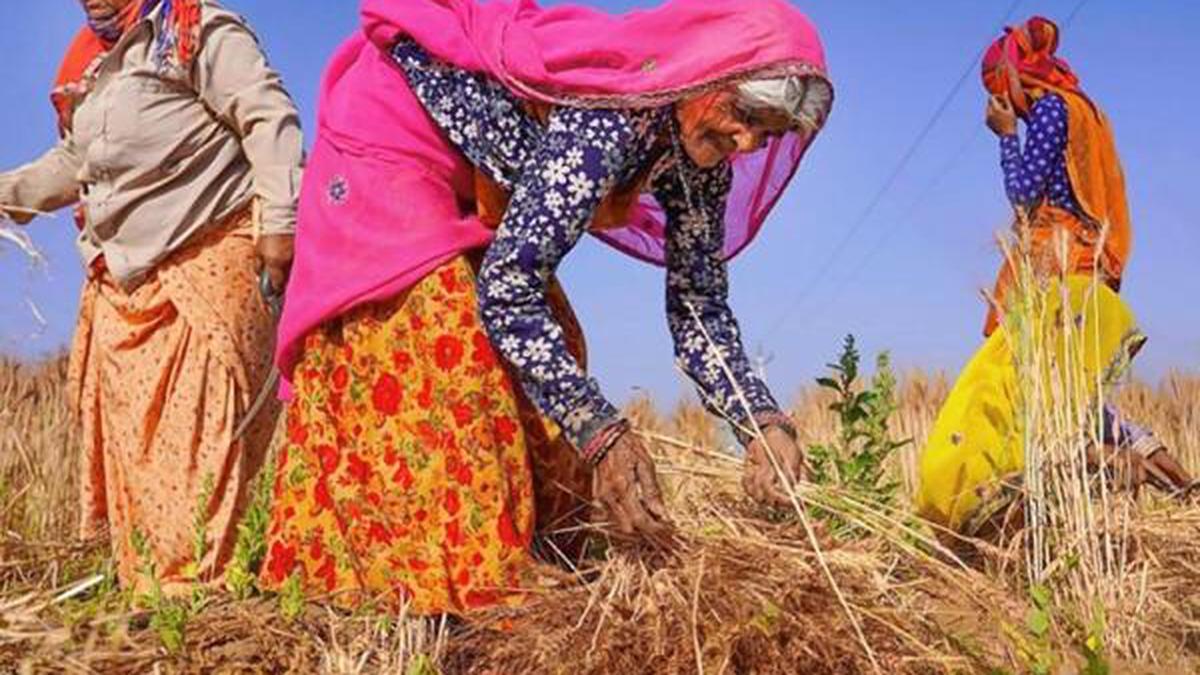 New initiative brings seeds of prosperity to farmers’ fields in Rajasthan