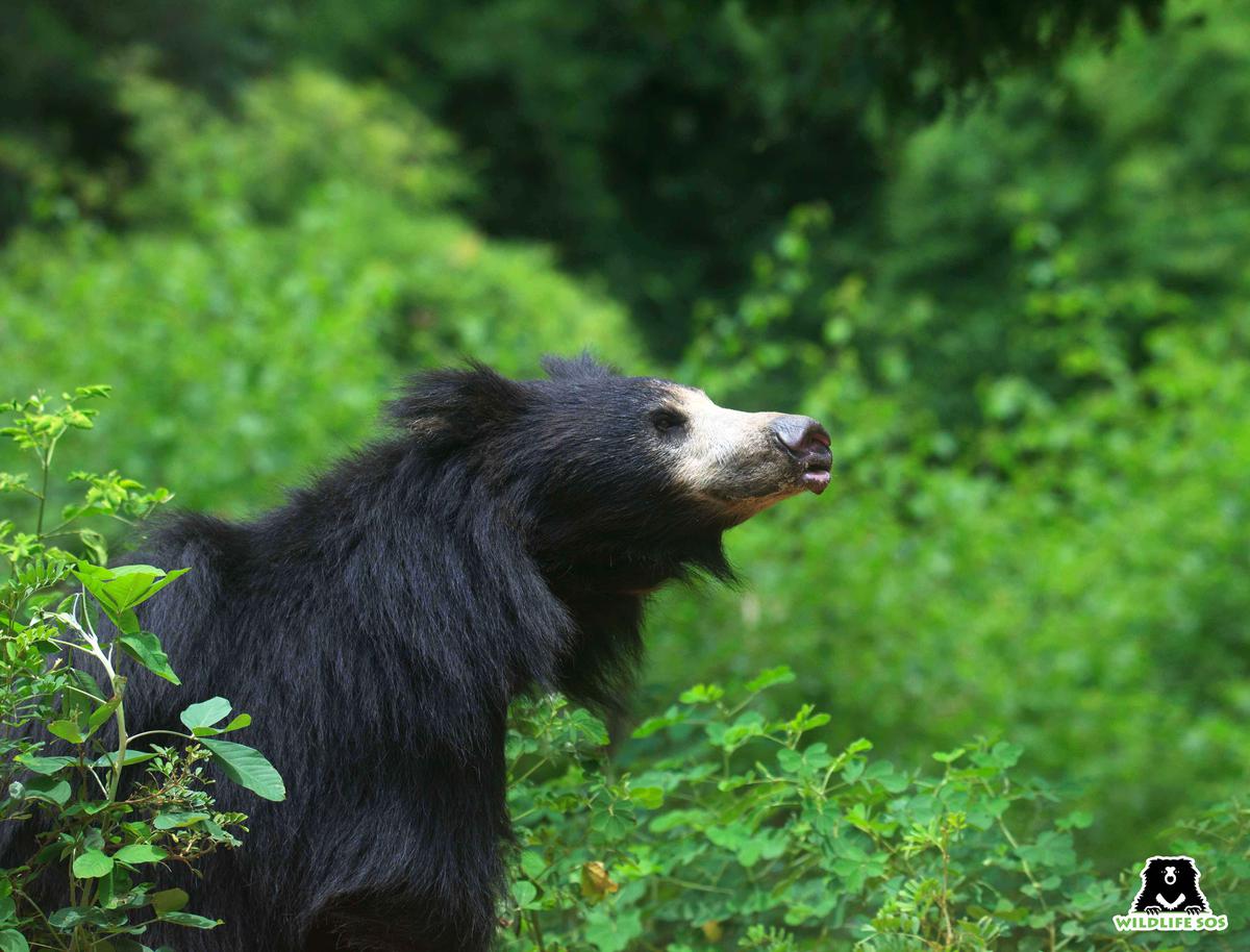 Experts call for protection of sloth bear on first World Sloth Bear Day