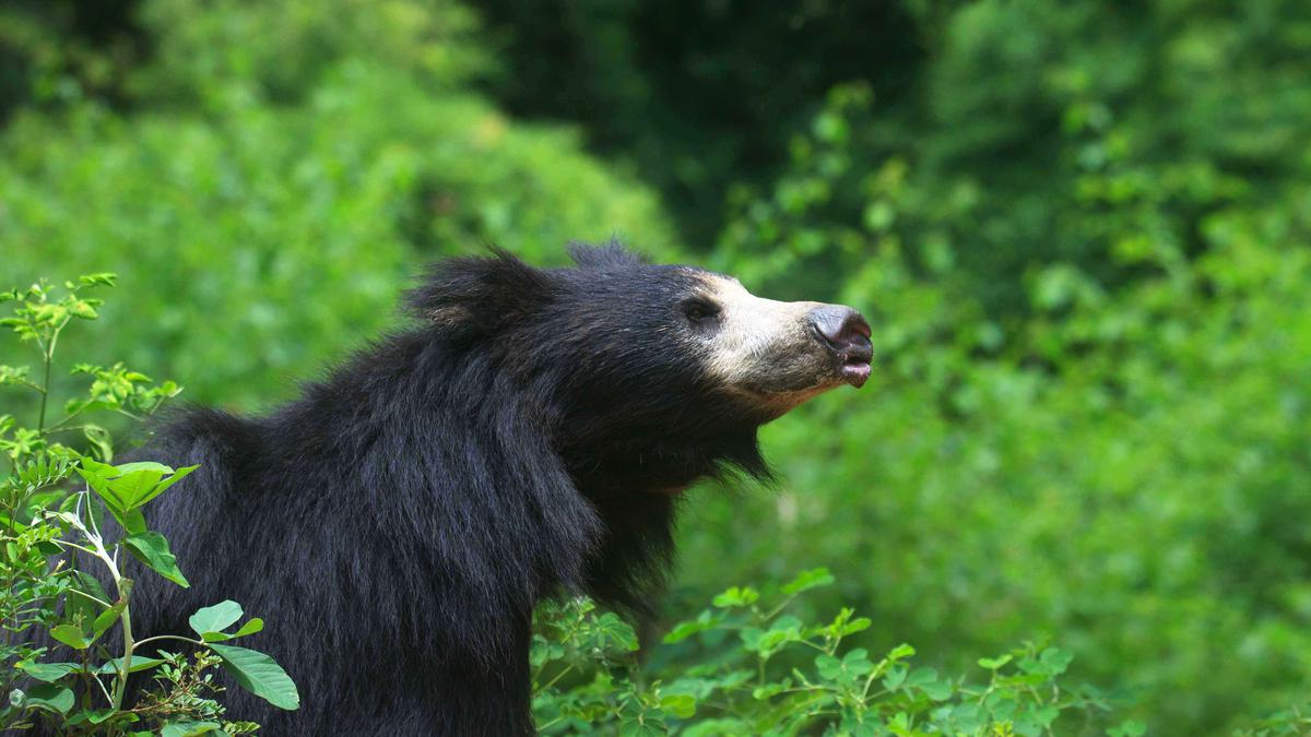 Experts call for protection of sloth bear on first World Sloth Bear Day