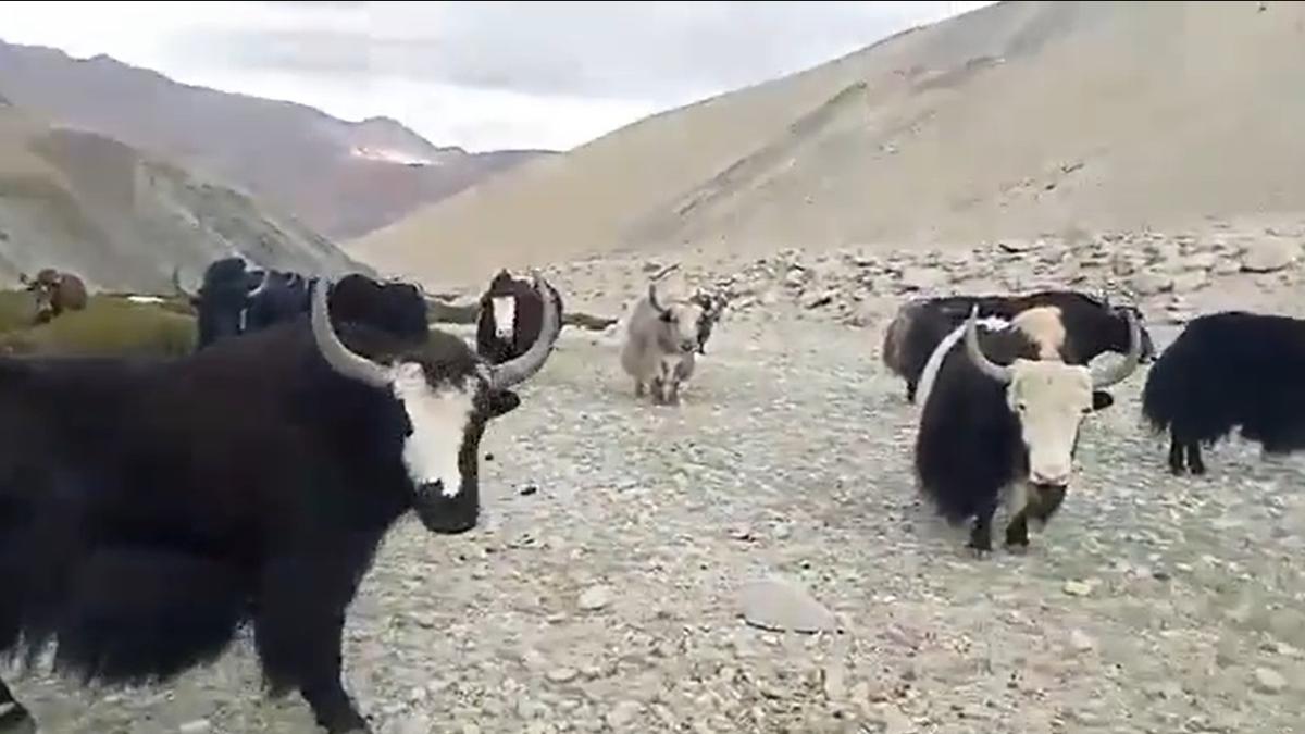 Chinese yaks stray onto Indian side, held by villagers in eastern Ladakh