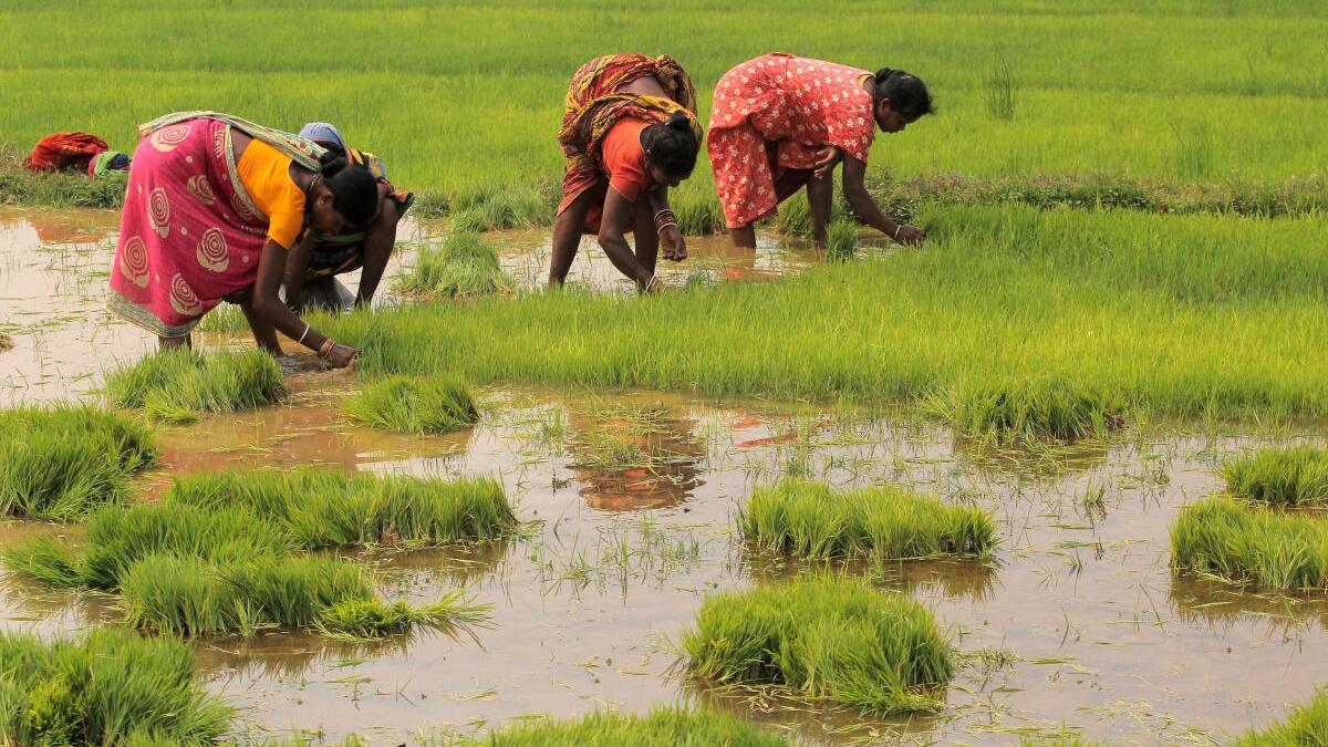 Data | Rice sowing hit as monsoon stalled, stock averts crisis