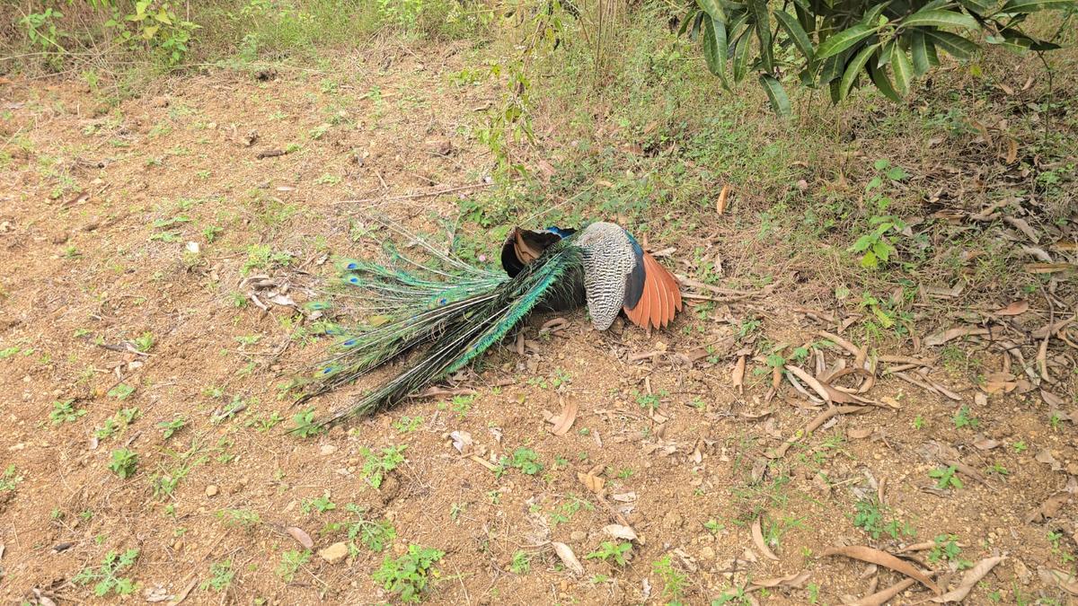 Ten peafowls found dead in Tirupattur