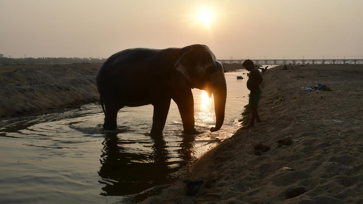 Parliamentary panel cautions against trade in captive elephants