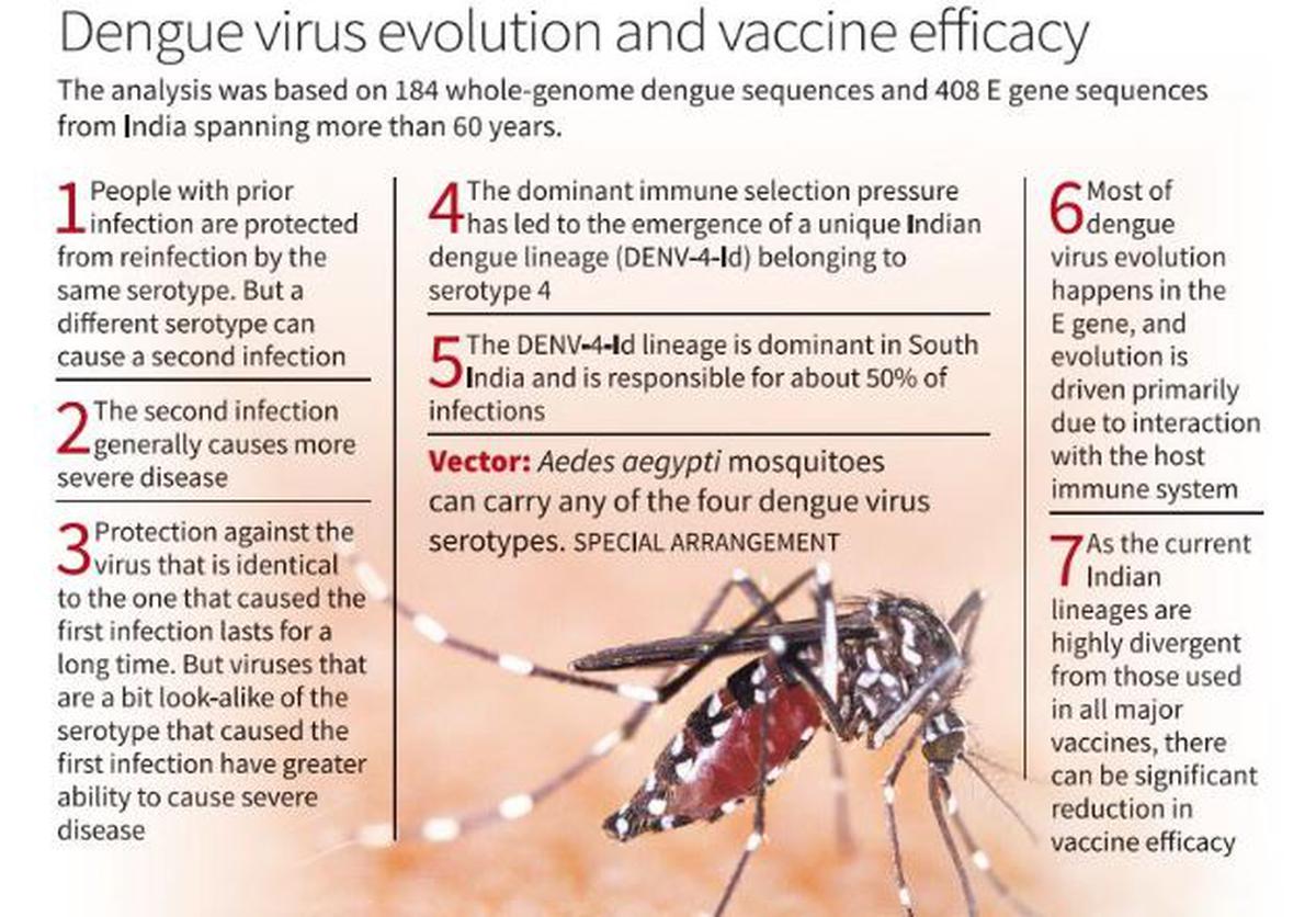 New study reveals impact of prior infections on dengue virus evolution