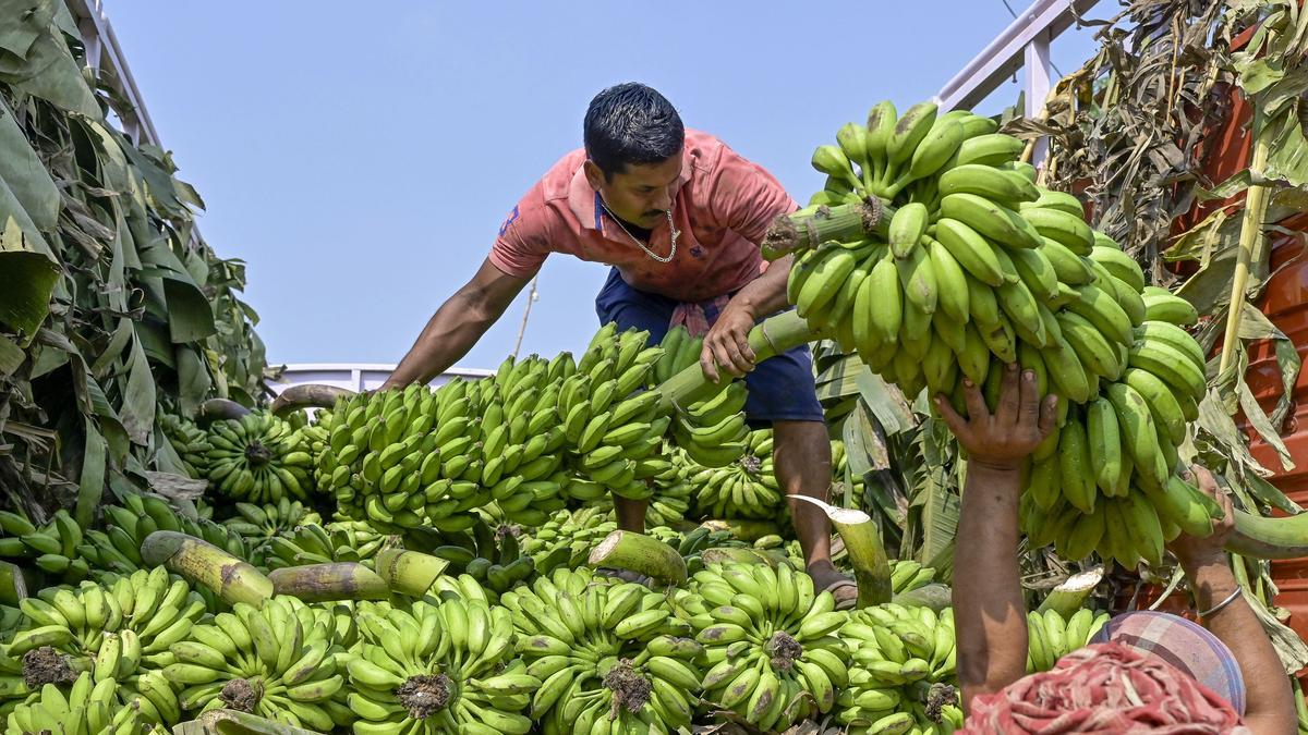Study finds climate-resilient traits in wild ‘Sikkim banana’