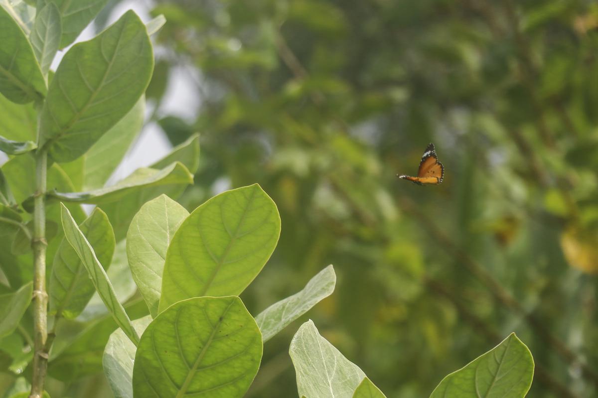 A plain tiger butterfly hovers near a Rui (Giant Caliotrope) plant, potentially scouting for a location to lay its eggs, at Sipna, Maharashtra on September 17, 2023