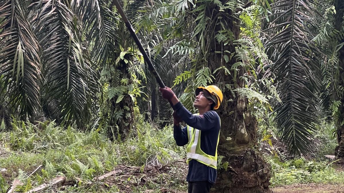 Malaysia looks for new markets for palm oil as EU threatens with stricter ecological regulations