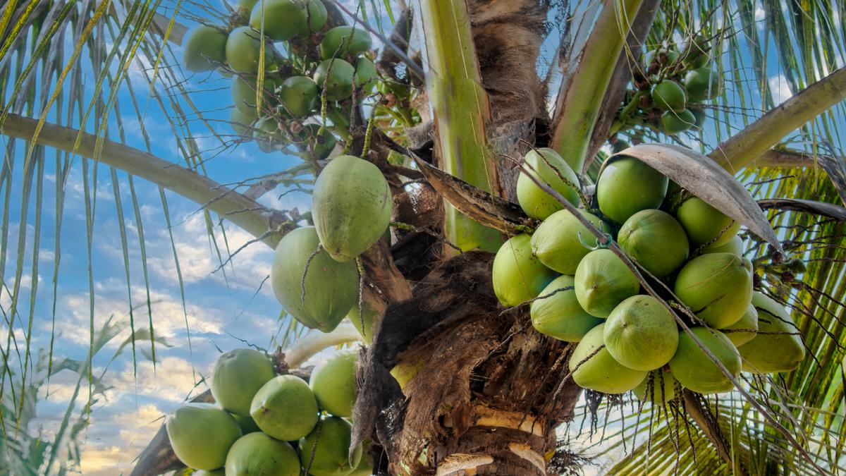 The many benefits of coconut
Premium