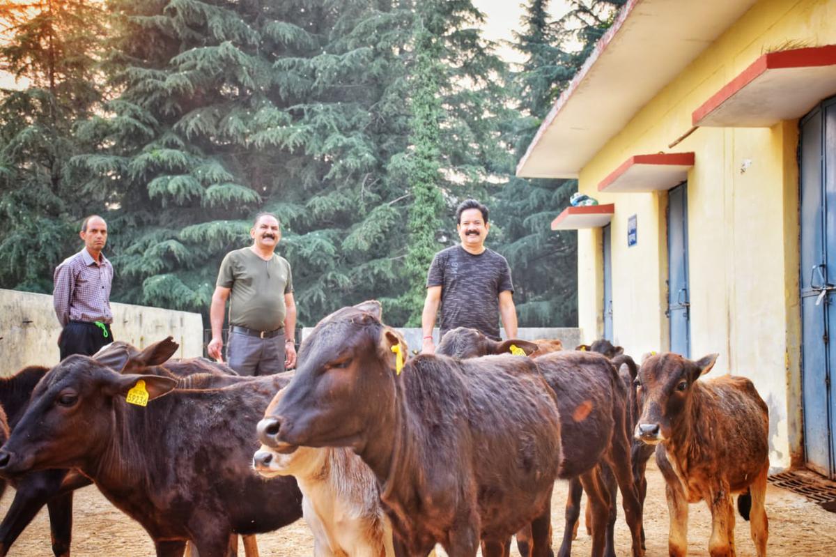 Badri cow in farm at Nariyal village in Champawat district of Uttarakhand. 