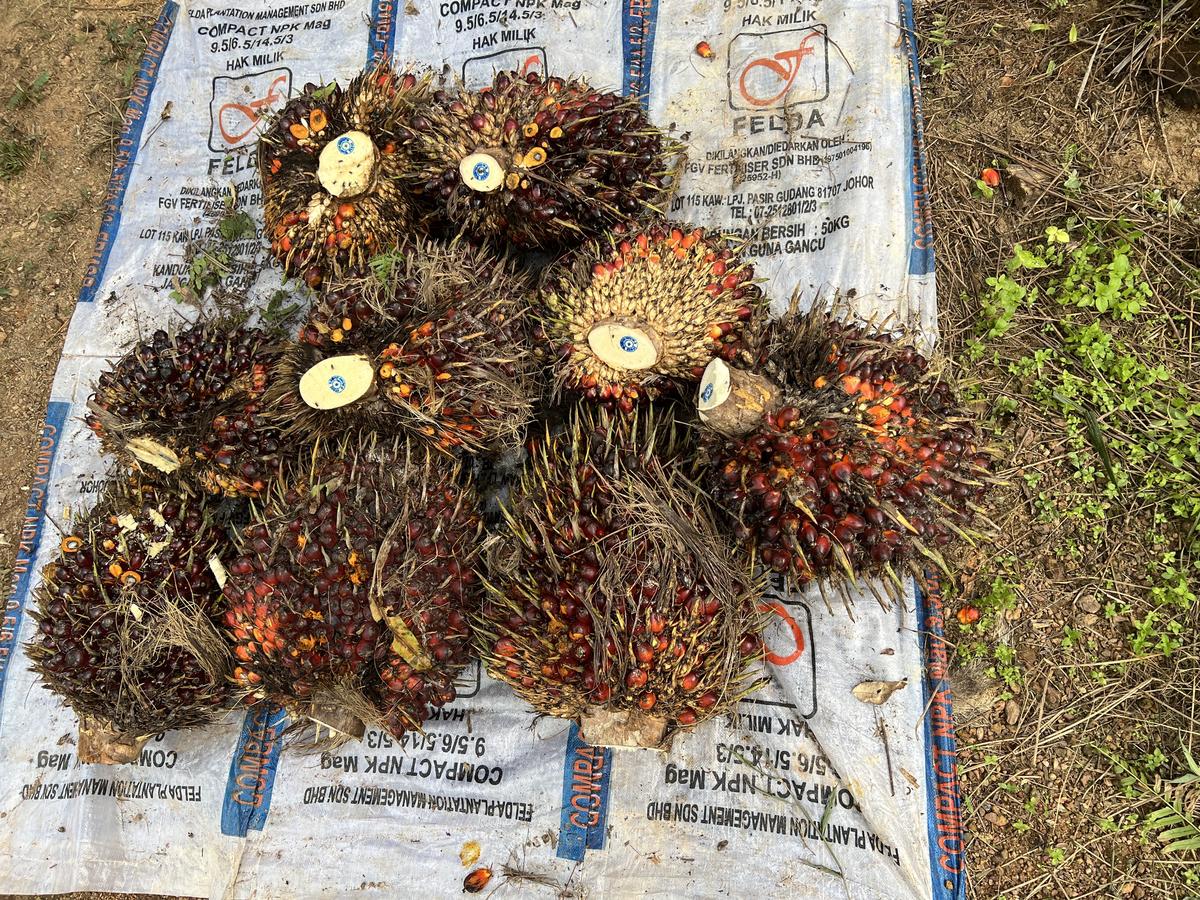 A palm fruit harvest on an oil palm farm. 