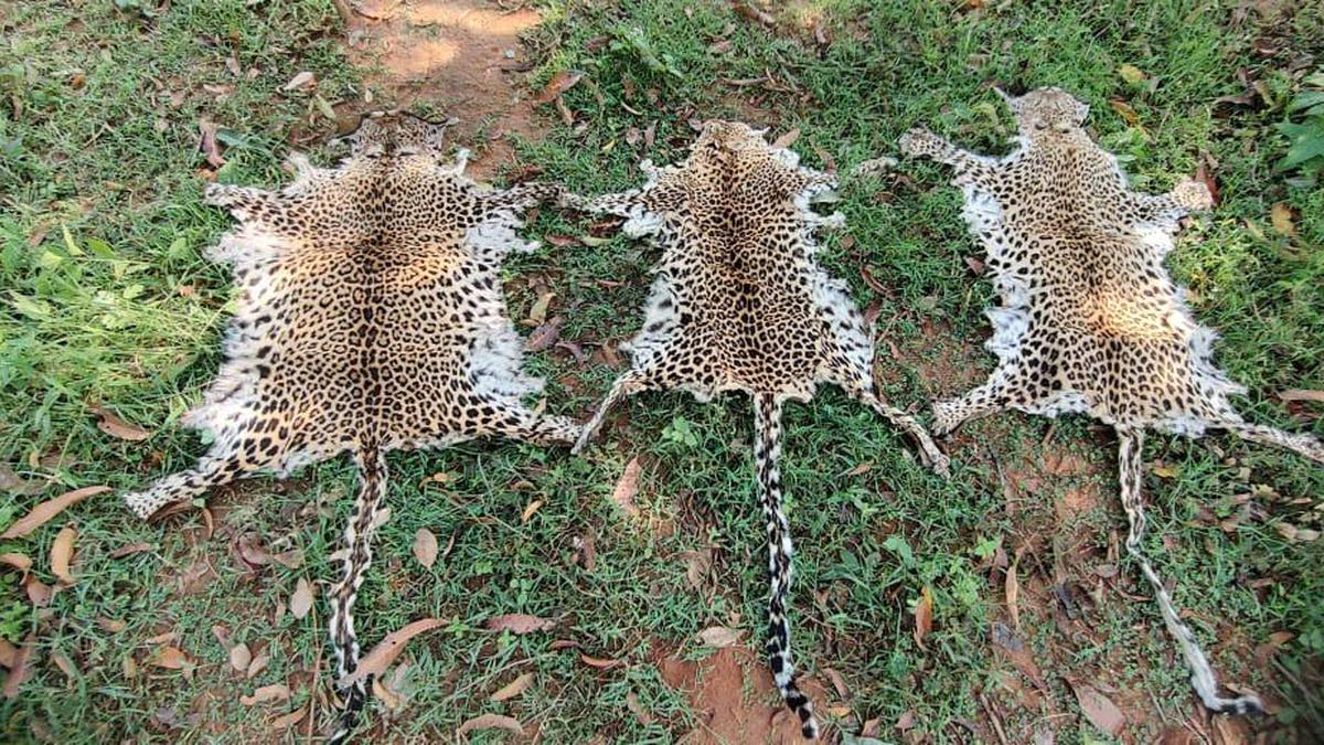 Unrestrained poaching plays a role in disappearance of Odisha’s leopards