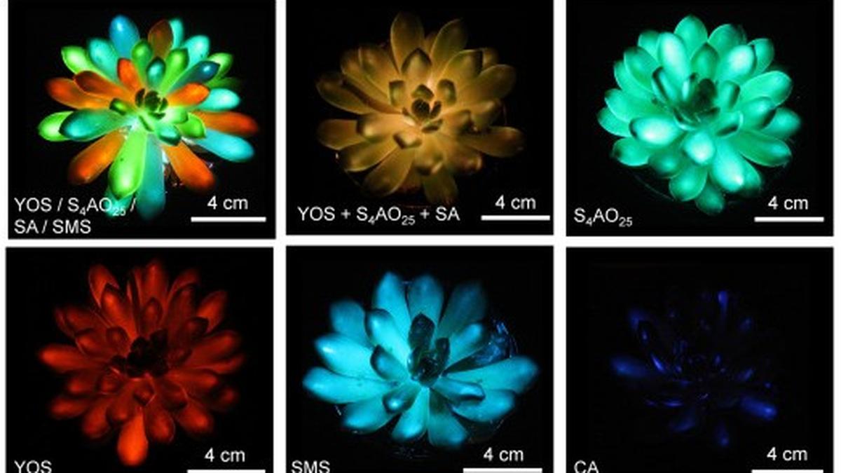 Science for all | A new type of plant that emits light, but without the genetic engineering this time