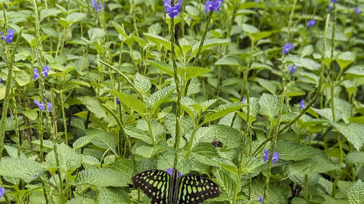 Big Butterfly Month | A month for the winged ones