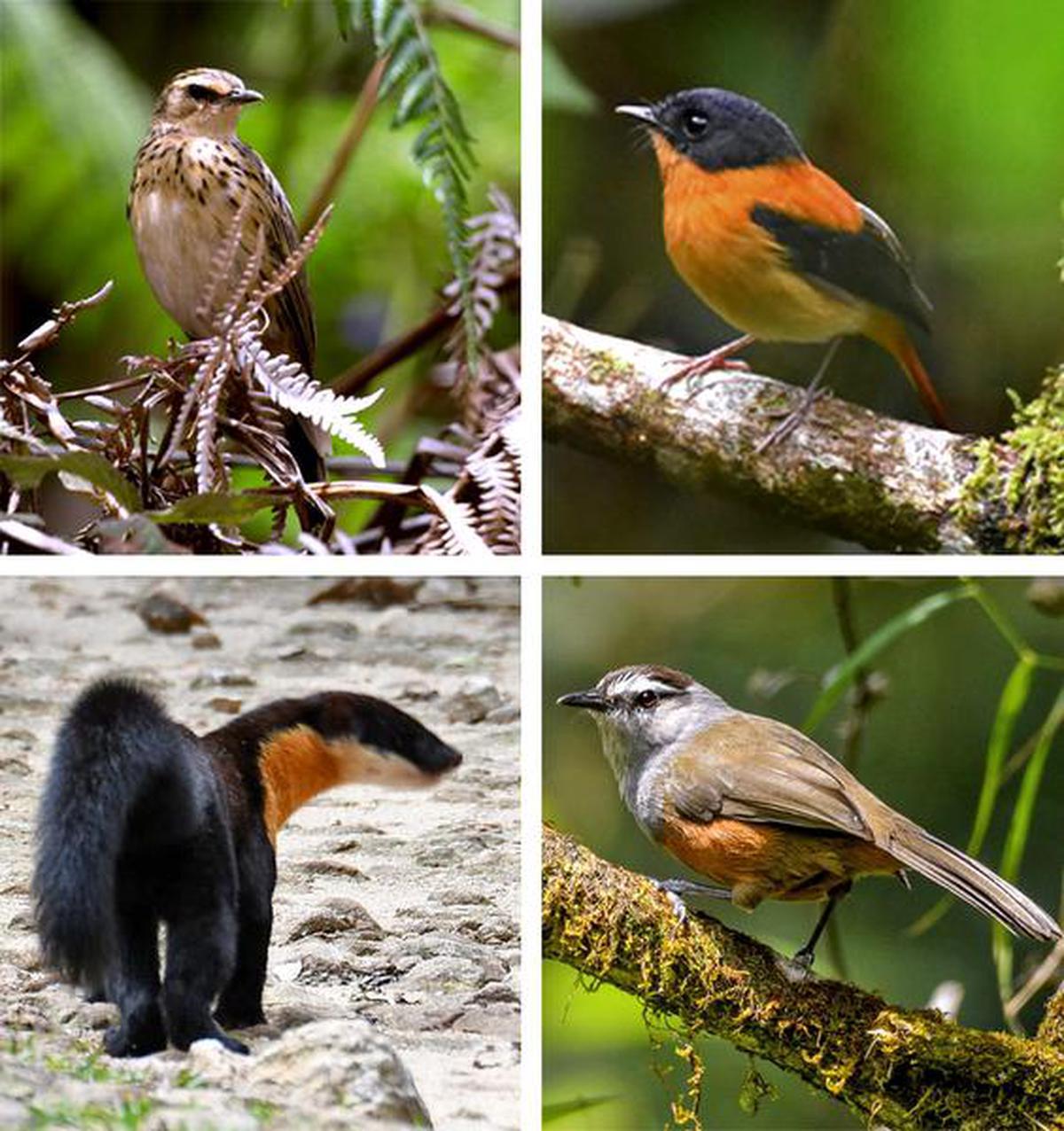 Survey in Munnar forest division hints at its rich biodiversity stock, identifies 170 bird species