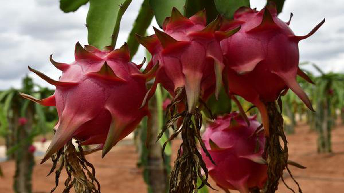 Gujarat CM renames dragon fruit as ‘kamalam’, draws flak