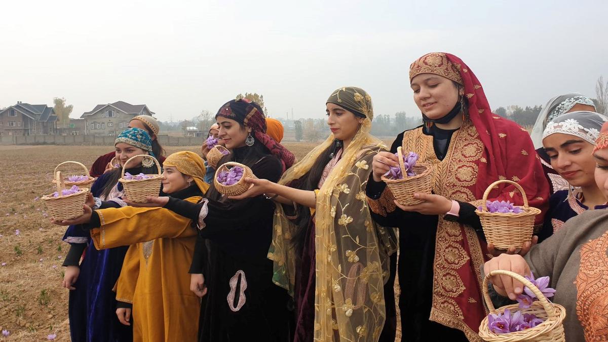 This year, saffron fields to spice up tourists’ reel life in Kashmir