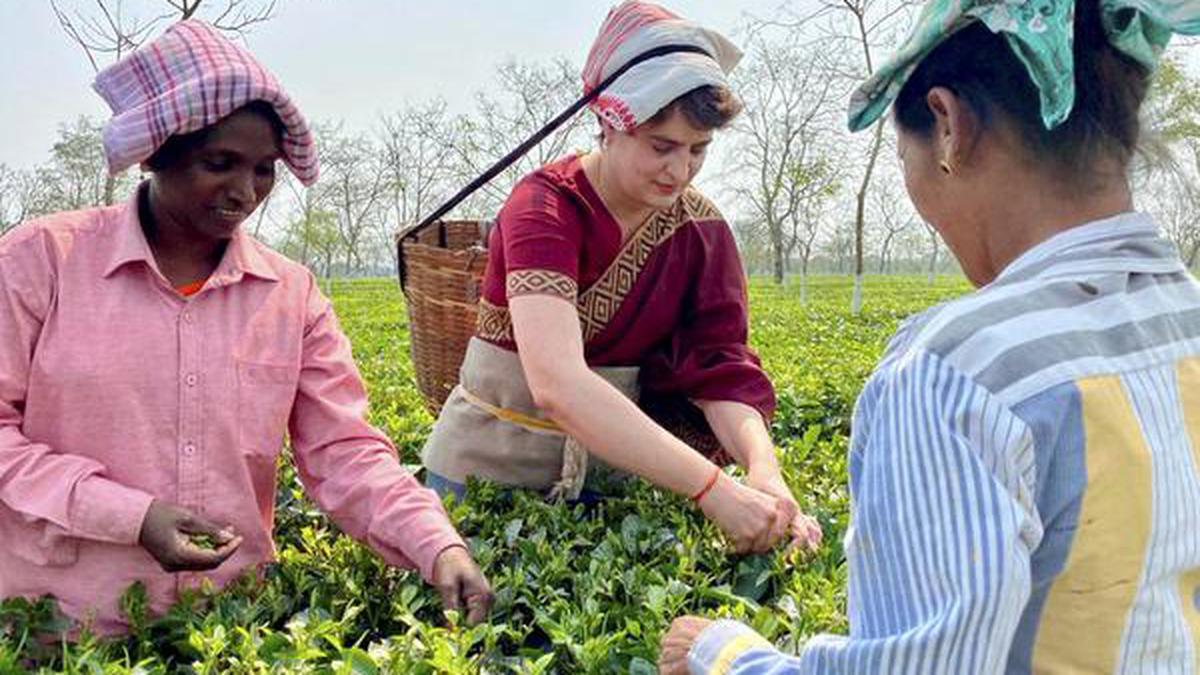 Assam Assembly Elections 2021 | Political parties in Assam go all out to woo tea garden workers