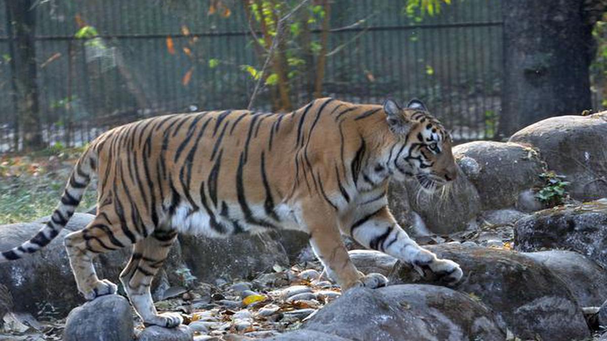 Alipore zoo to enhance regular checking of big cats, as tiger tests  positive for COVID-19 in New York - The Hindu