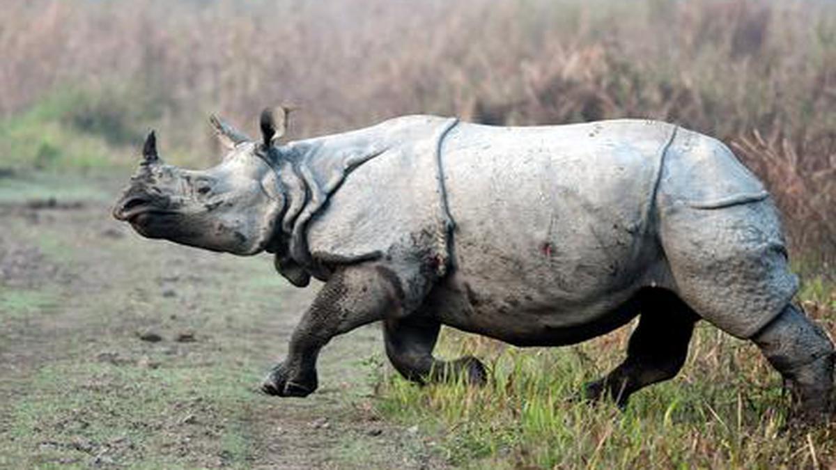 Rhinos gasp for space in ‘Mini Kaziranga’ - The Hindu