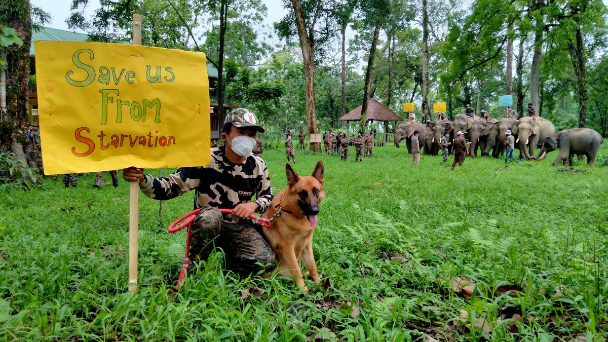 Arunachal tiger reserve union calls off strike