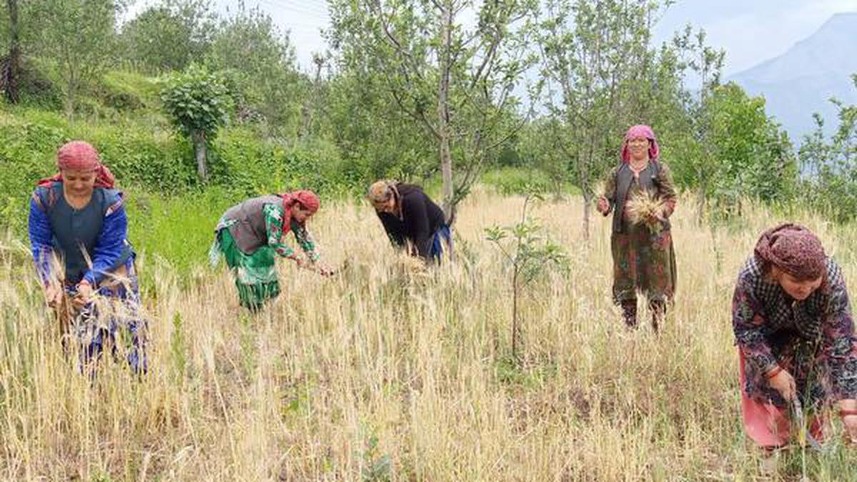 Himachal’s women farmers expand their horizons, without hurting the nature