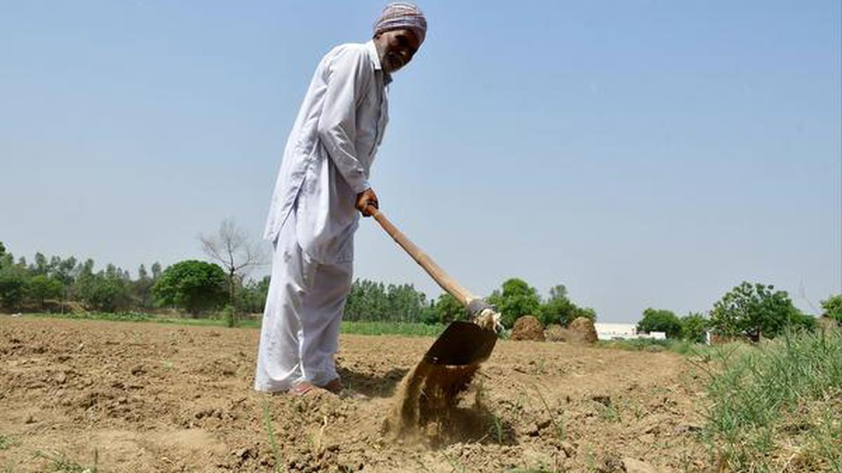 The mysterious case of GM brinjal cultivation