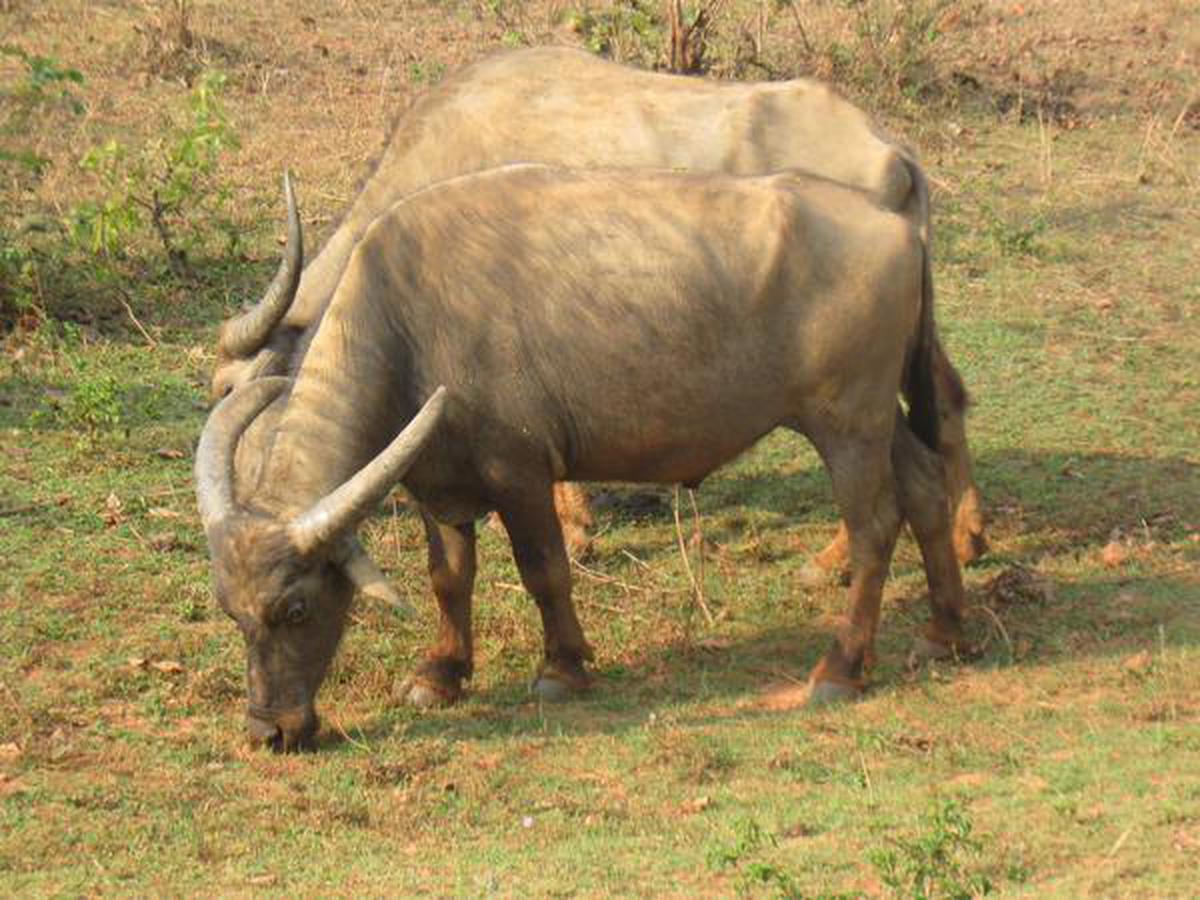 Odisha: Koraput's Manda buffalo gets unique, indigenous tag - The Hindu