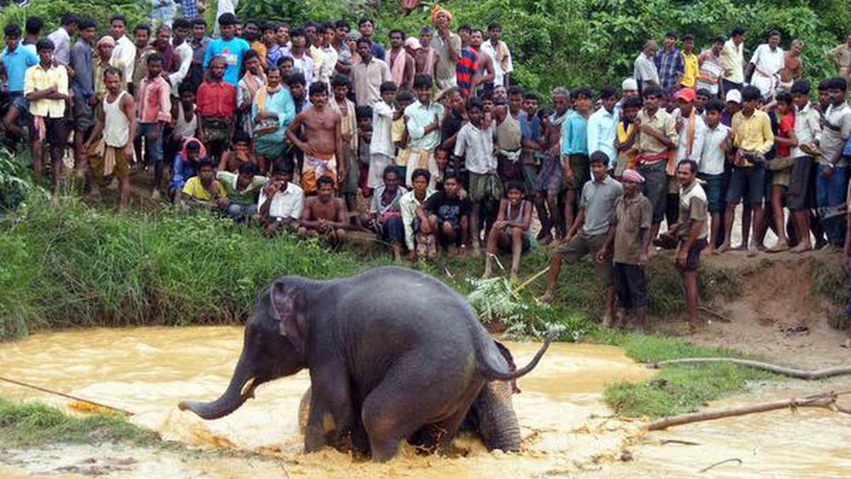 More human deaths likely in encounters with elephants in Odisha, warn