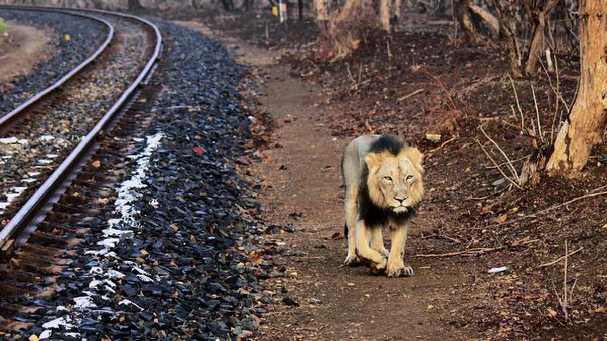 wildfire-breaks-out-near-mitiyala-wildlife-sanctuary-for-lions-in