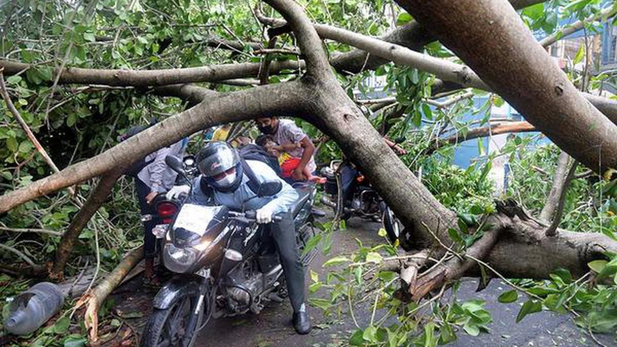 Cyclone Amphan makes quick work of grand trees and joie de vivre of City of Joy