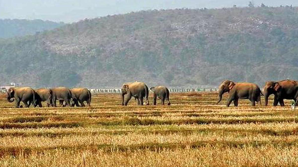 Ten Elephant Corridors In Odisha Viable For Restoration - The Hindu