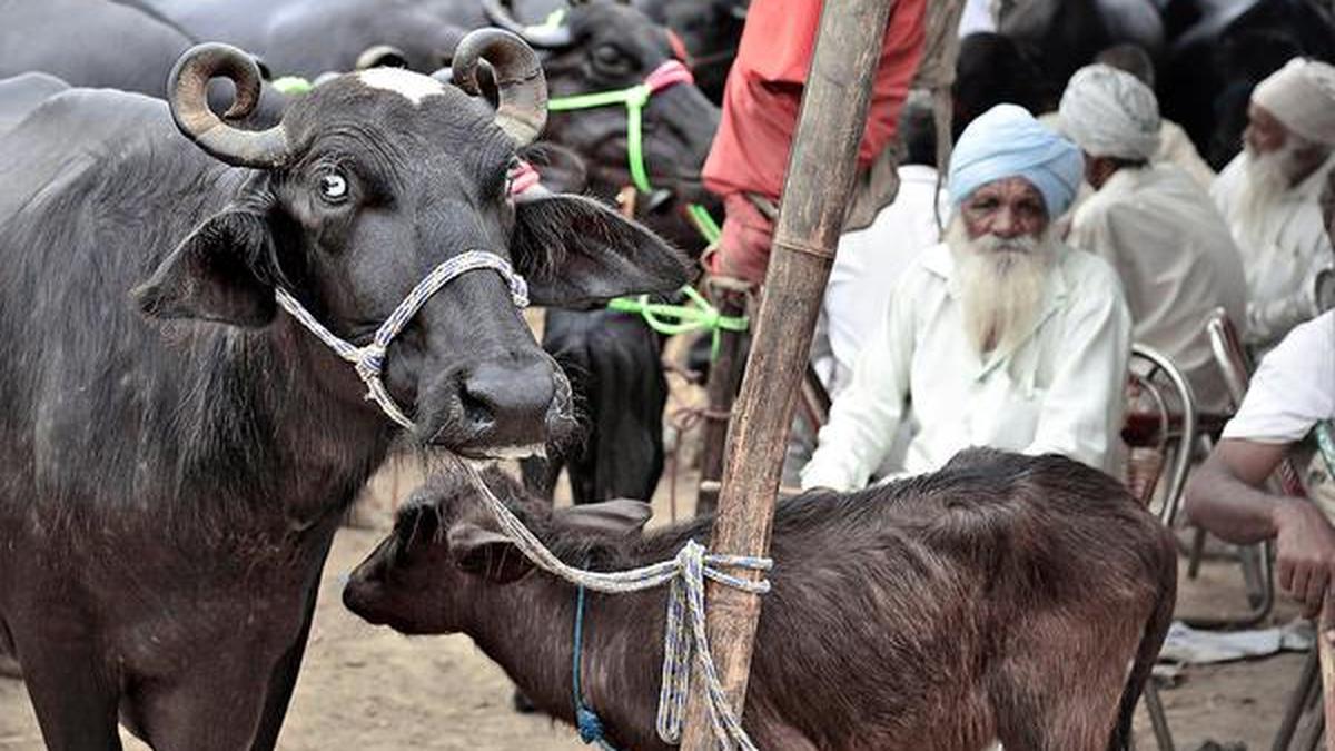 New cattle trade rules rattle Punjab farmers The Hindu