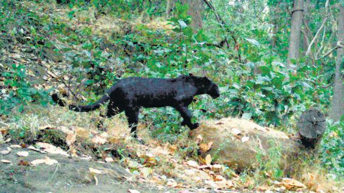 Camera traps record rare black panther in Odisha - The Hindu