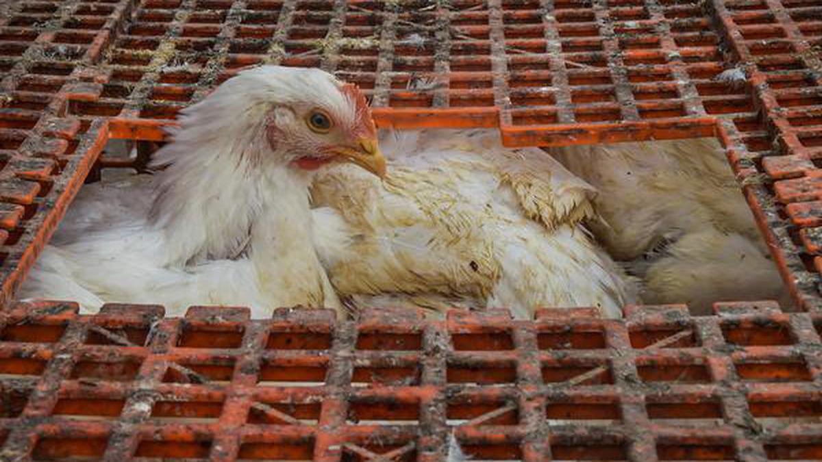 Bird flu | Culling of poultry birds begins in Haryana's Panchkula