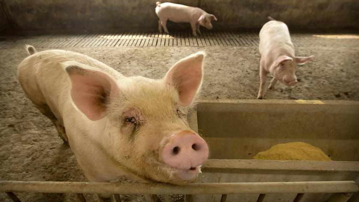 Suspected African swine fever kills over 270 pigs in Mizoram