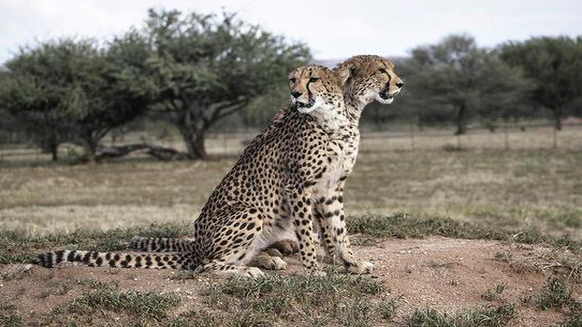 Mp Seeks Revival Of Cheetah Reintroduction Project The Hindu 