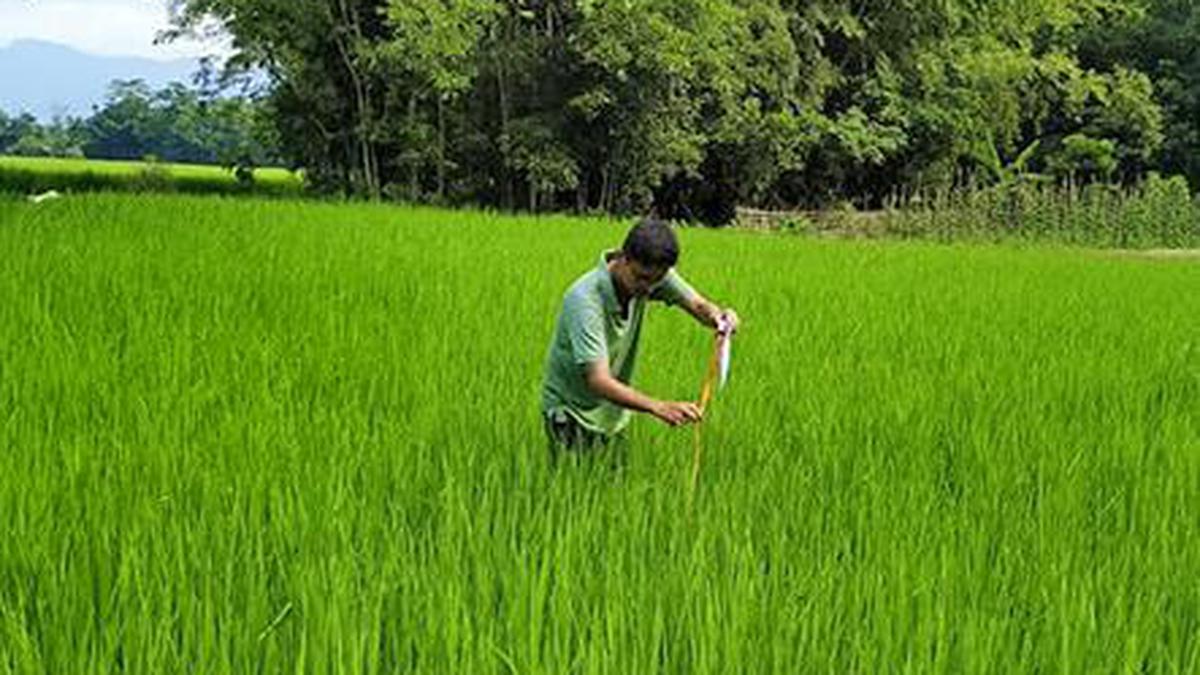 Amid deluge, Assam farmer stands out with flood-resistant paddy