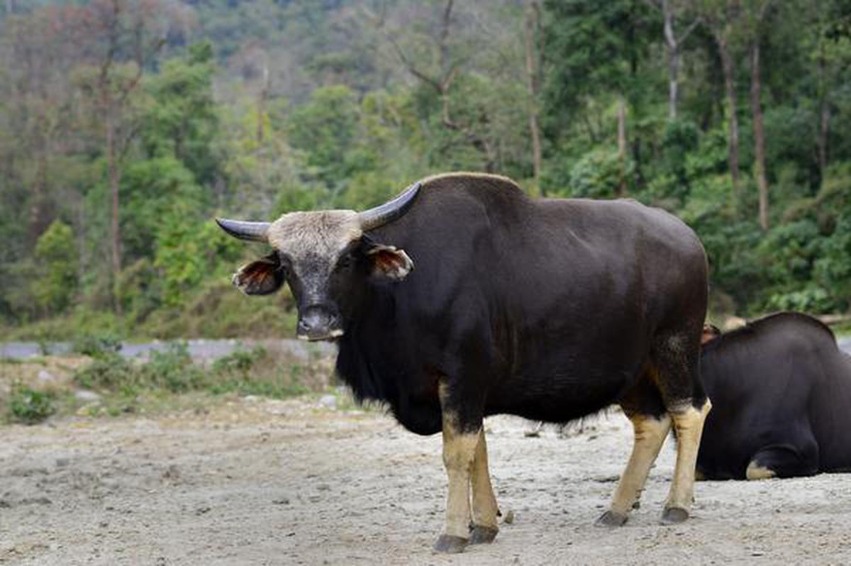Amid COVID-19 surge, foot-and-mouth disease strikes animals in Arunachal  Pradesh - The Hindu
