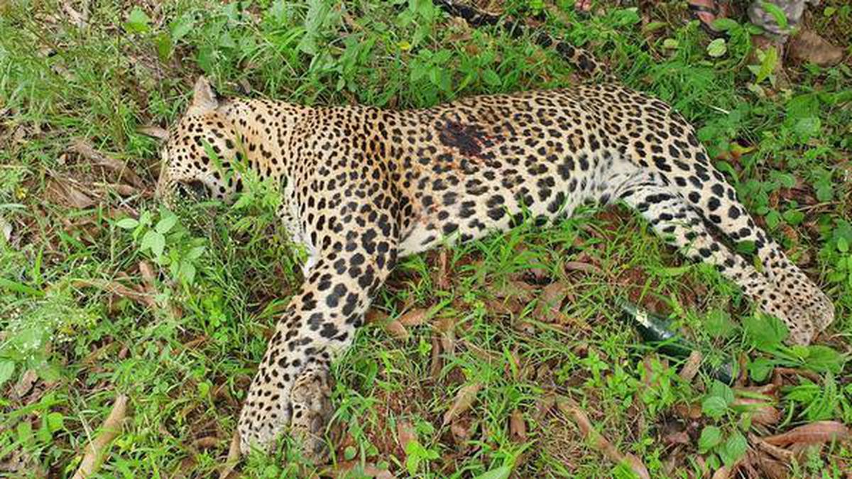 Odisha finds fight to save leopards an uphill task