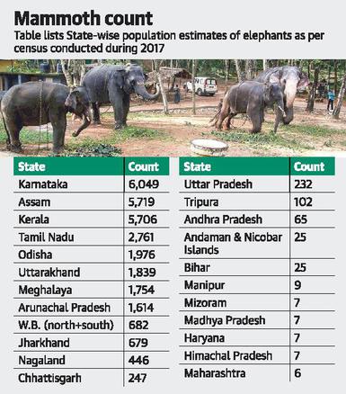 Kerala may have undercounted jumbos - The Hindu