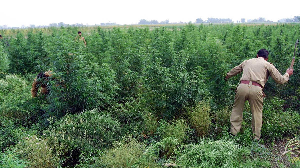 Himachal explores possibility of legalising cannabis cultivation; a team visits Uttarakhand