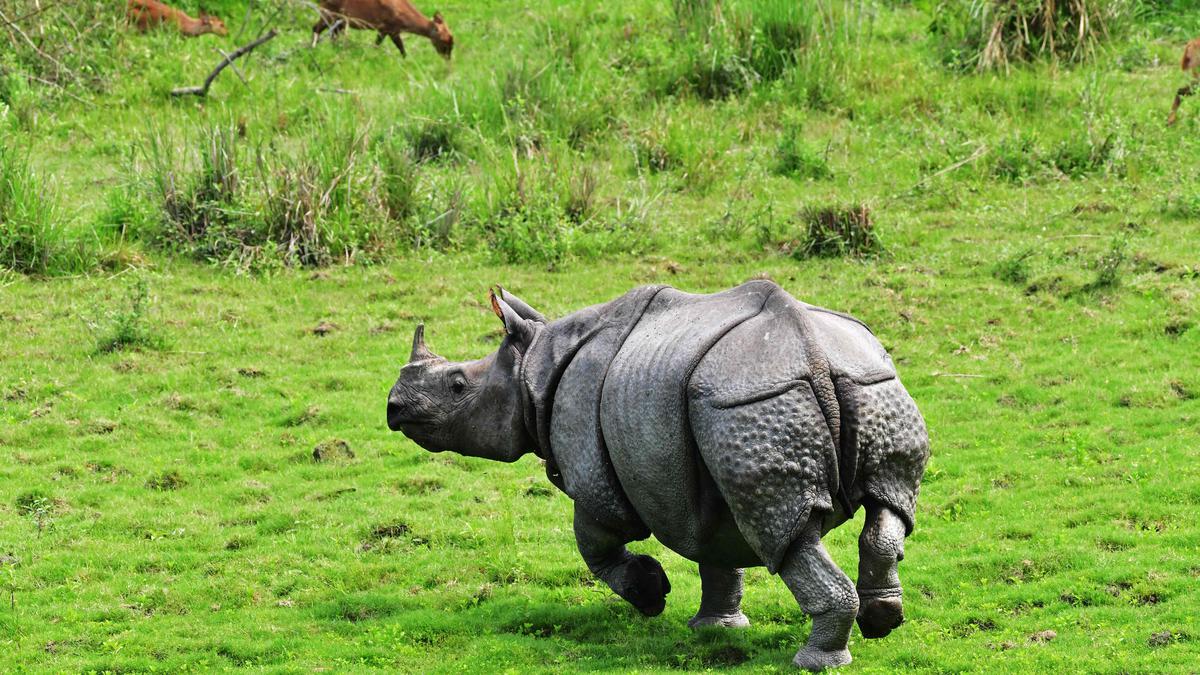 Kaziranga Rhino Population Increases By The Hindu