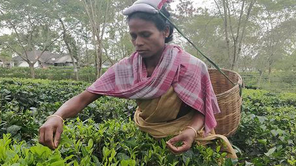 research paper on tea garden labour